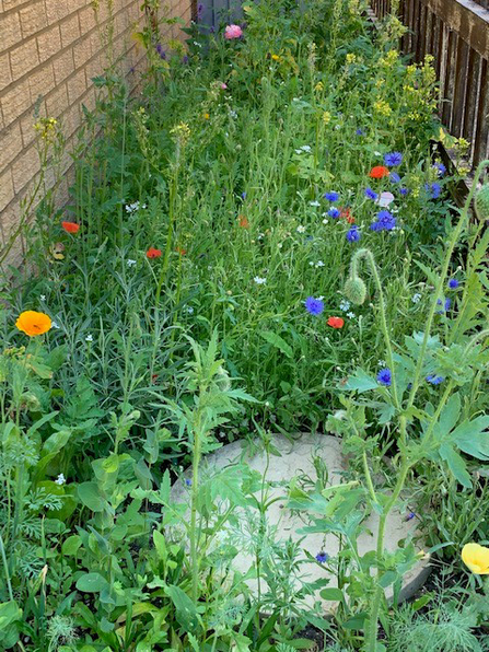 How does my wildflower garden grow? | Wildlife Trust for Beds, Cambs